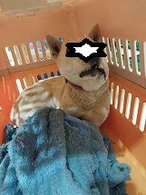 거제시유기동물보호소_448537202400030